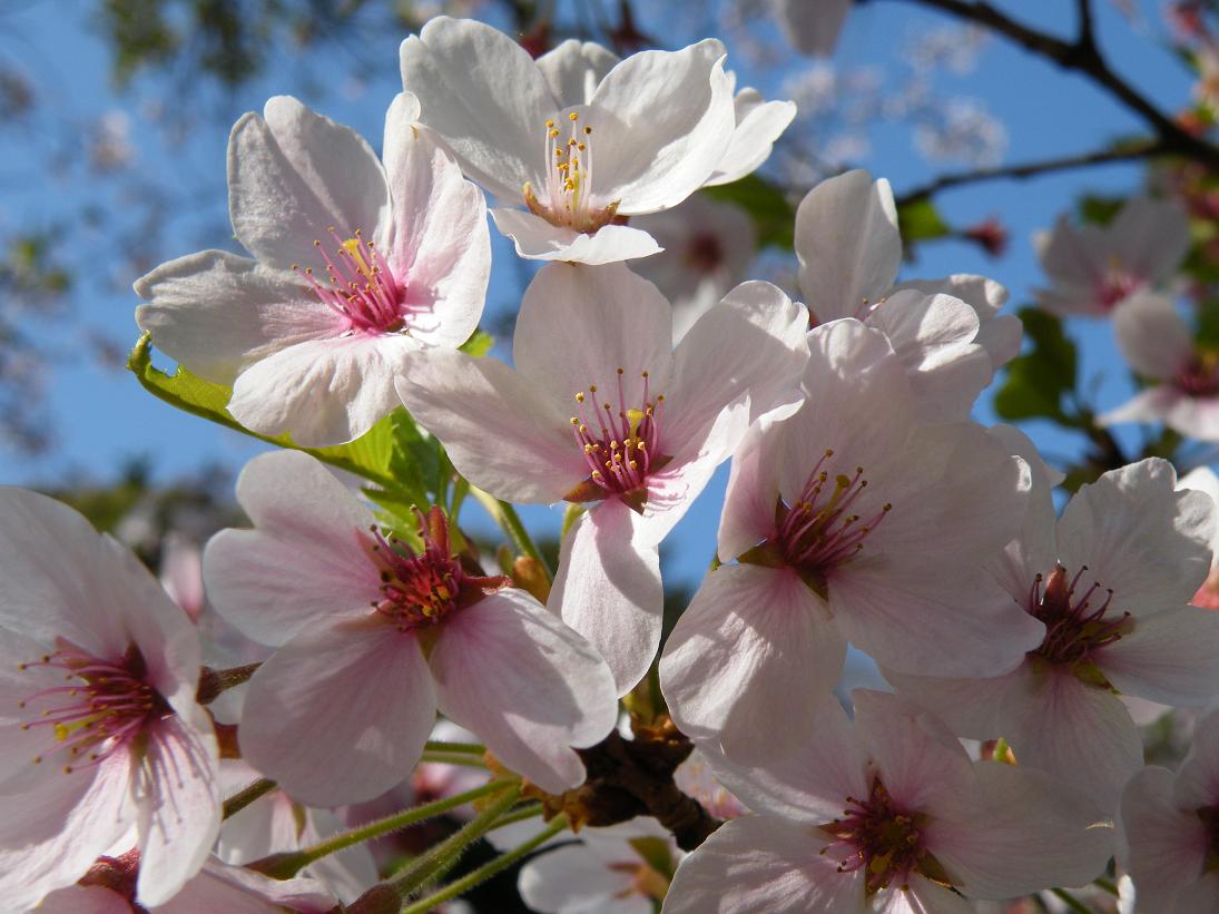 石山寺の桜