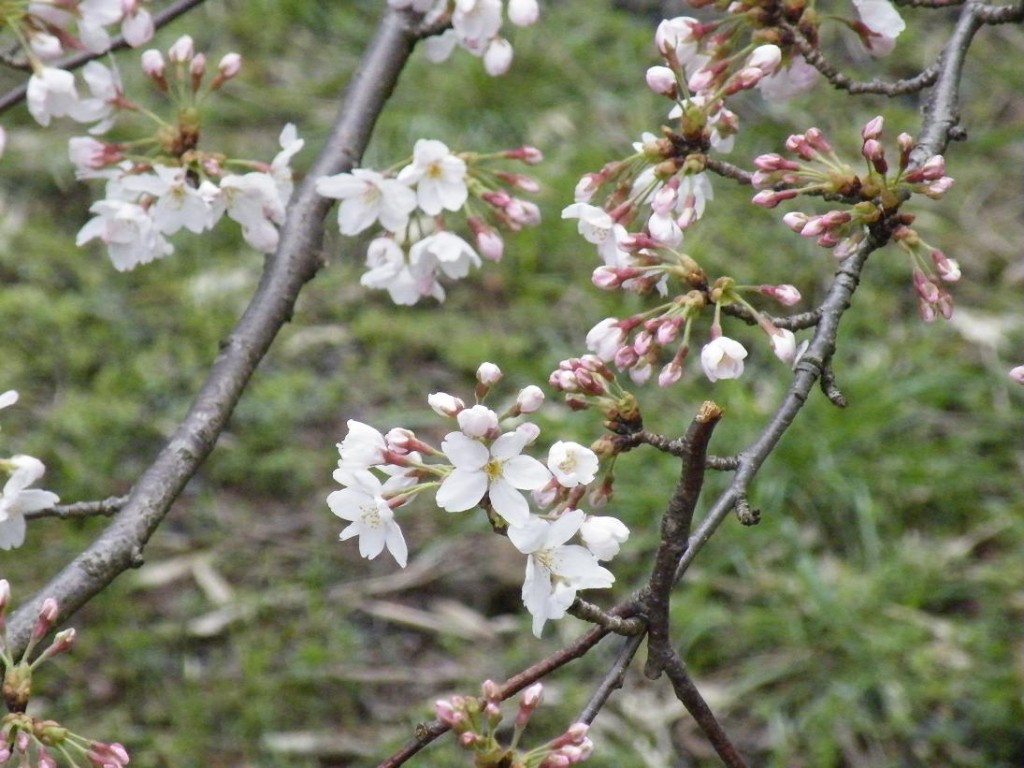 金崎桜