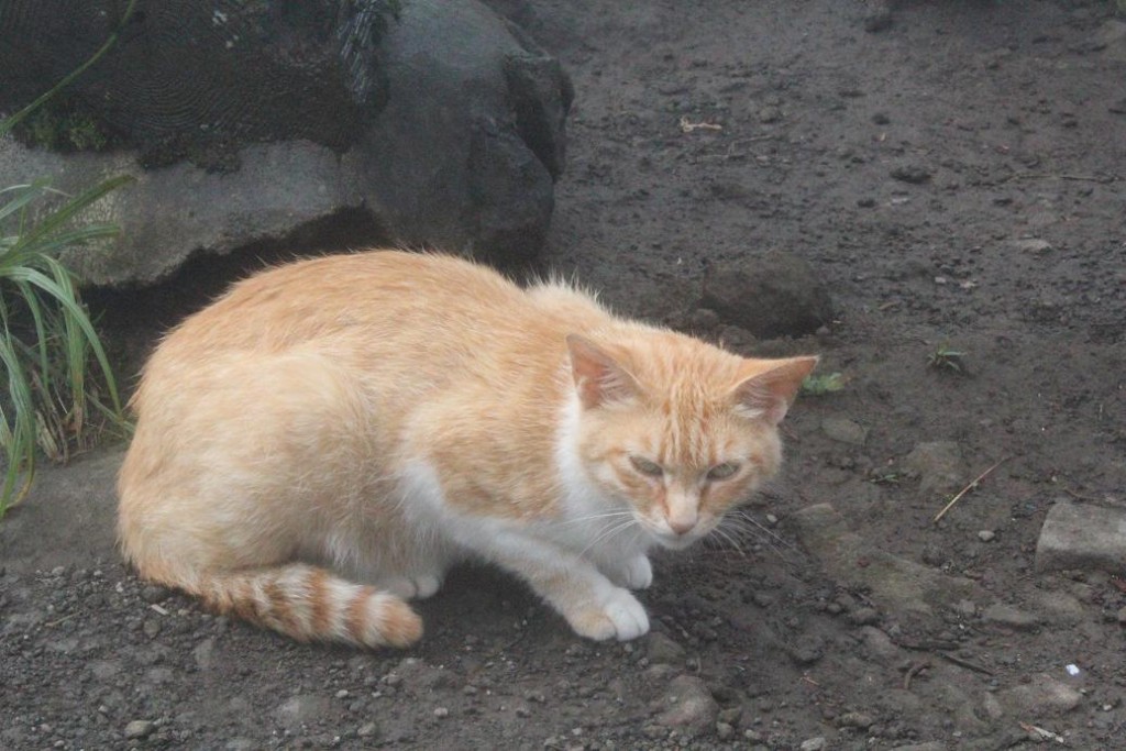 金時山の猫