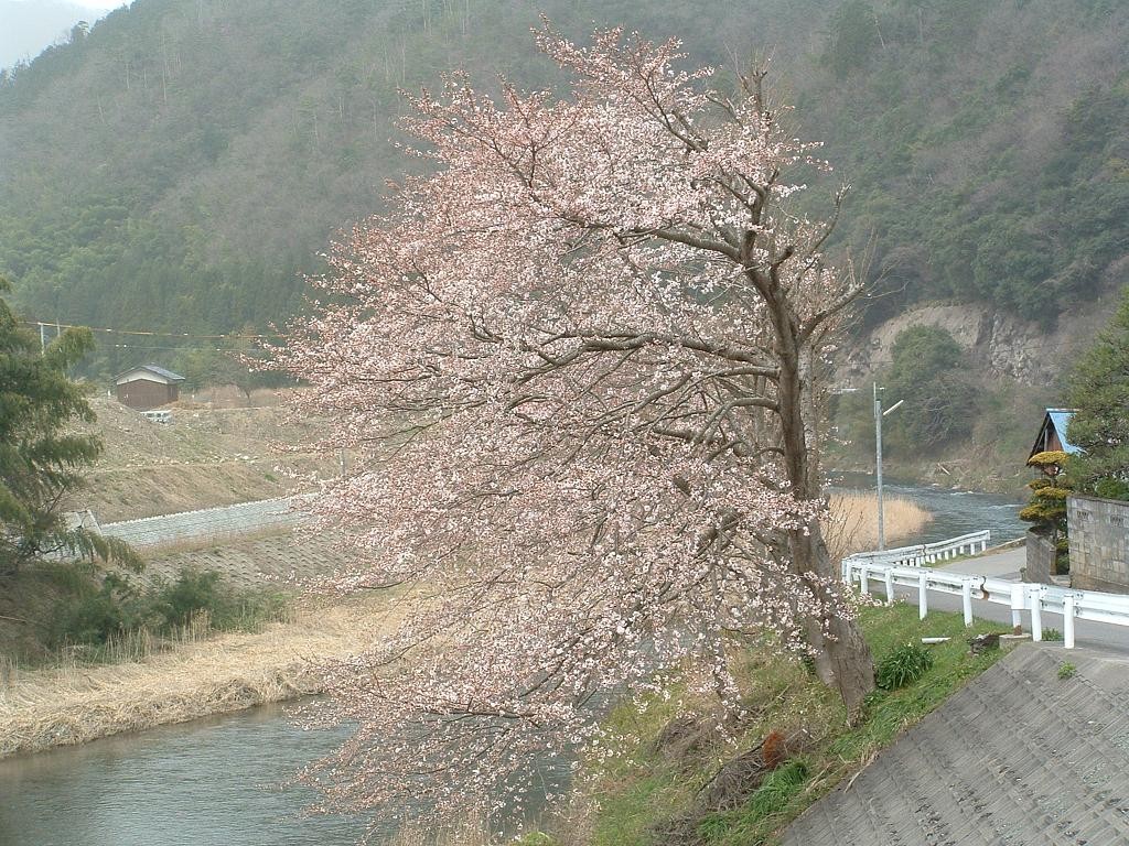 妙祐寺の近くを流れる川岸の桜
