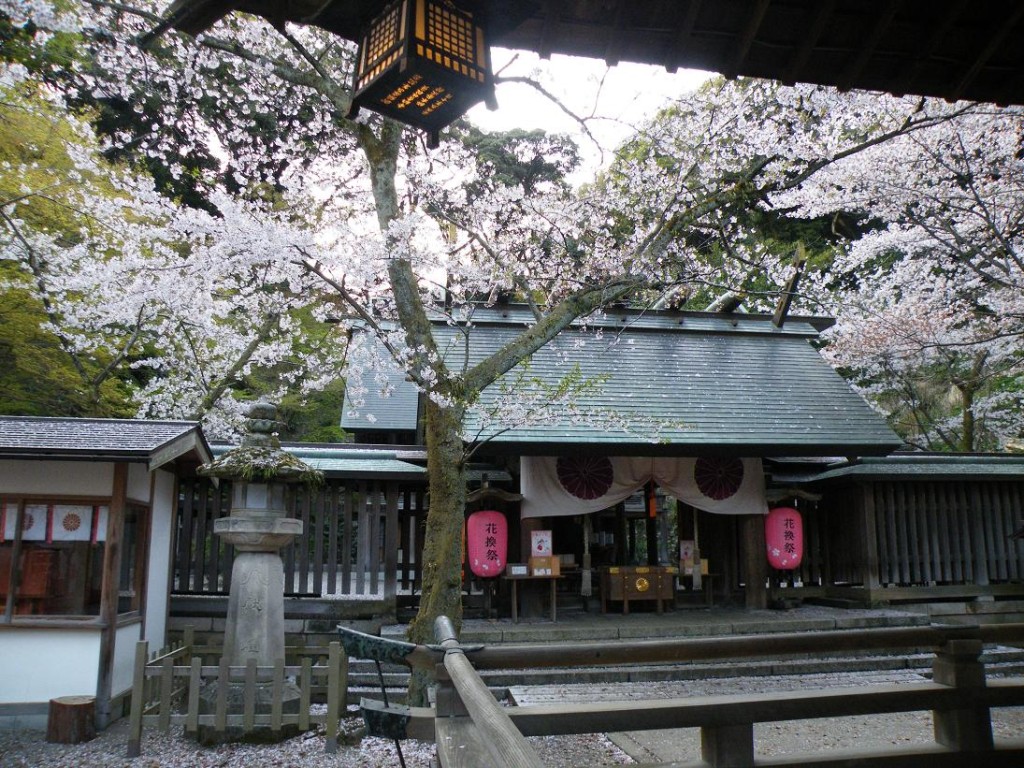 金ケ崎宮の桜