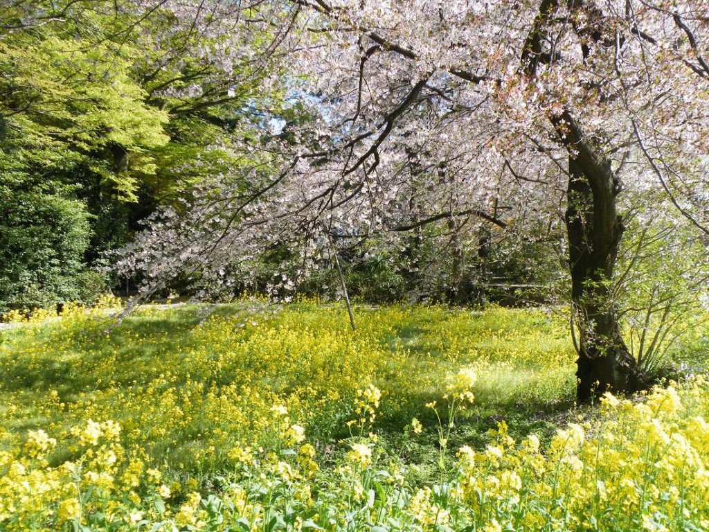 柴田邸の桜と菜の花