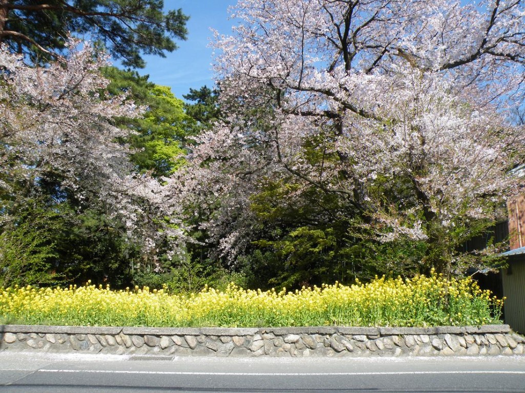 柴田邸の桜と菜の花