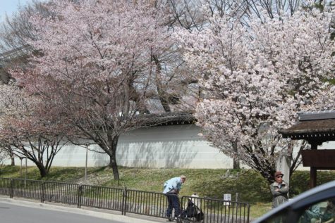 仁王門前の桜