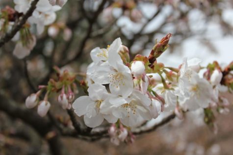 13種類の桜があるということで一部の桜は花を広げていました