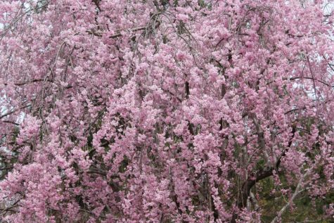 仁和寺五重塔前のシダレ桜