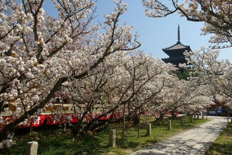 オムロ桜　Wikipedia
