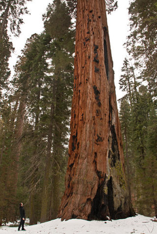 Sequoia_National_Park2C_California_(2011)