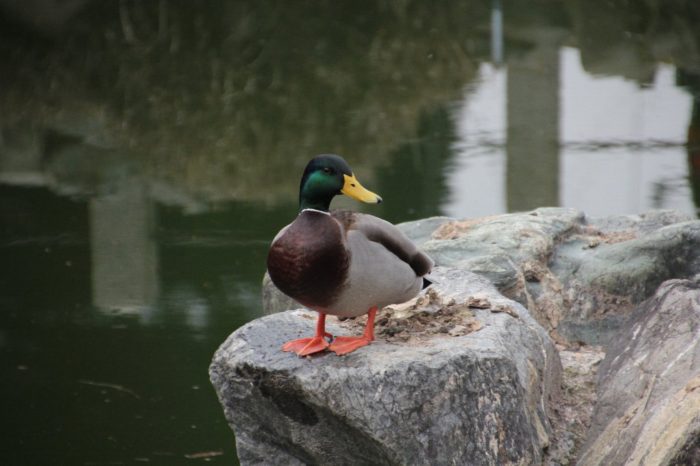 要法寺の池にいた鴨