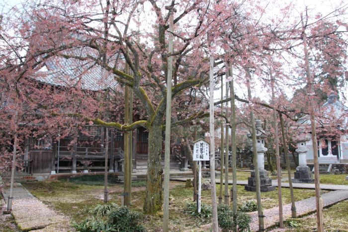 2014.04.05 　城福寺　花筐桜は散りきっていました